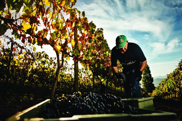 Vendimia 2015 - Chinchilla Wines - Finca Doña Felisa - Ronda