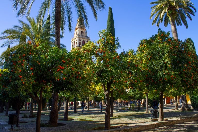 Córdoba,,Andalusia,,Spain,-,01.10.2019:,Palms,And,Orange,Trees,Fill