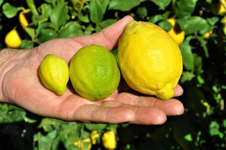 Sabor a Málaga - Citroner