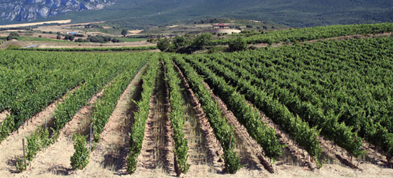 065d996bcea8284d830070c411b52caf