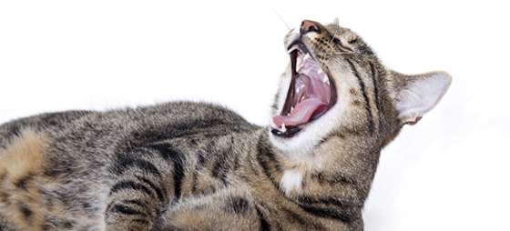 4a5b87fcab5c104cfd4db7f437fc784f