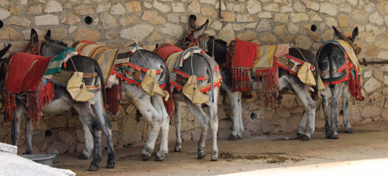 780dcfd290137b29ba038cf6d95e0ee7