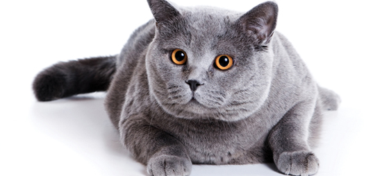 920c6c9fbddc0257d6db87075b14fffd