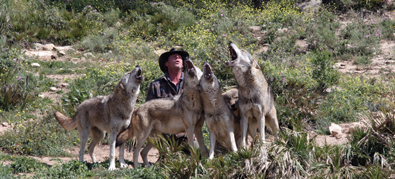 Daniel  European wolves 13