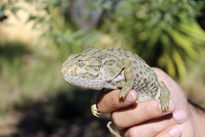 Fuldvoksen europæisk kamæleon 2