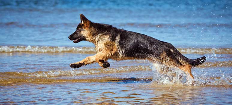 Hundestrand