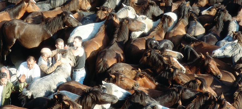 Rapa das Bestas de Sabucedo01