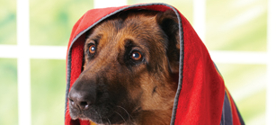 abbc81c1bfbf0a8a4a16f4947c8f77a5