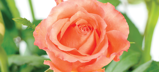 b357c902642edbb294a27cb4031b9475