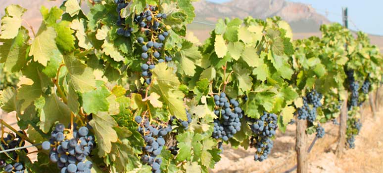 Vin med hjerte og sjæl