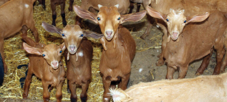 f3c5a3f7319ff3c8b8090b07339fb2c2