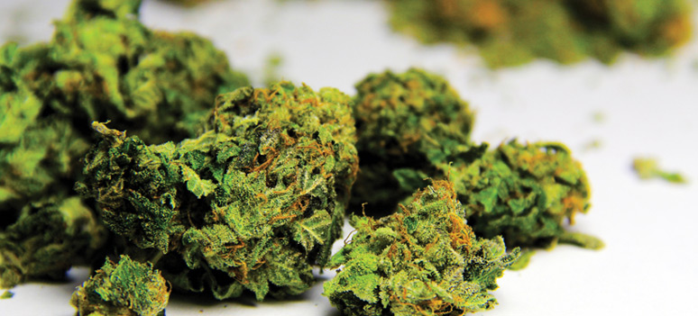 shutterstock 116618512cannabis-front