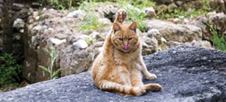 shutterstock 15619960