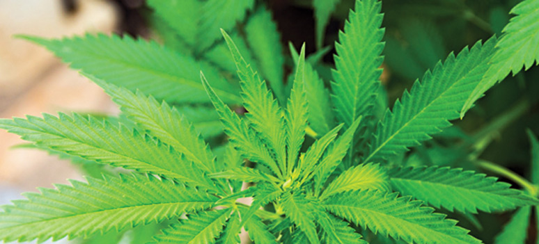 shutterstock 208824796-cannabis