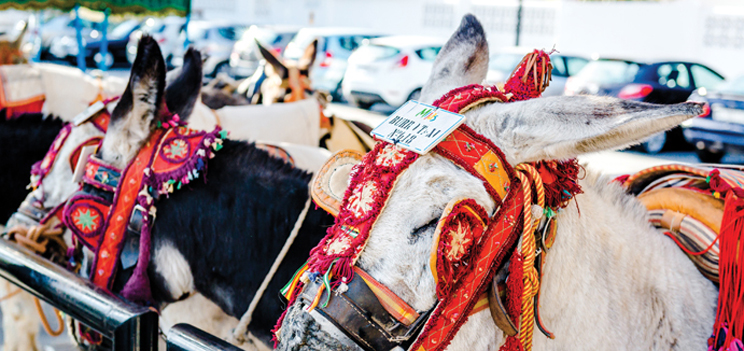 shutterstock 309134702