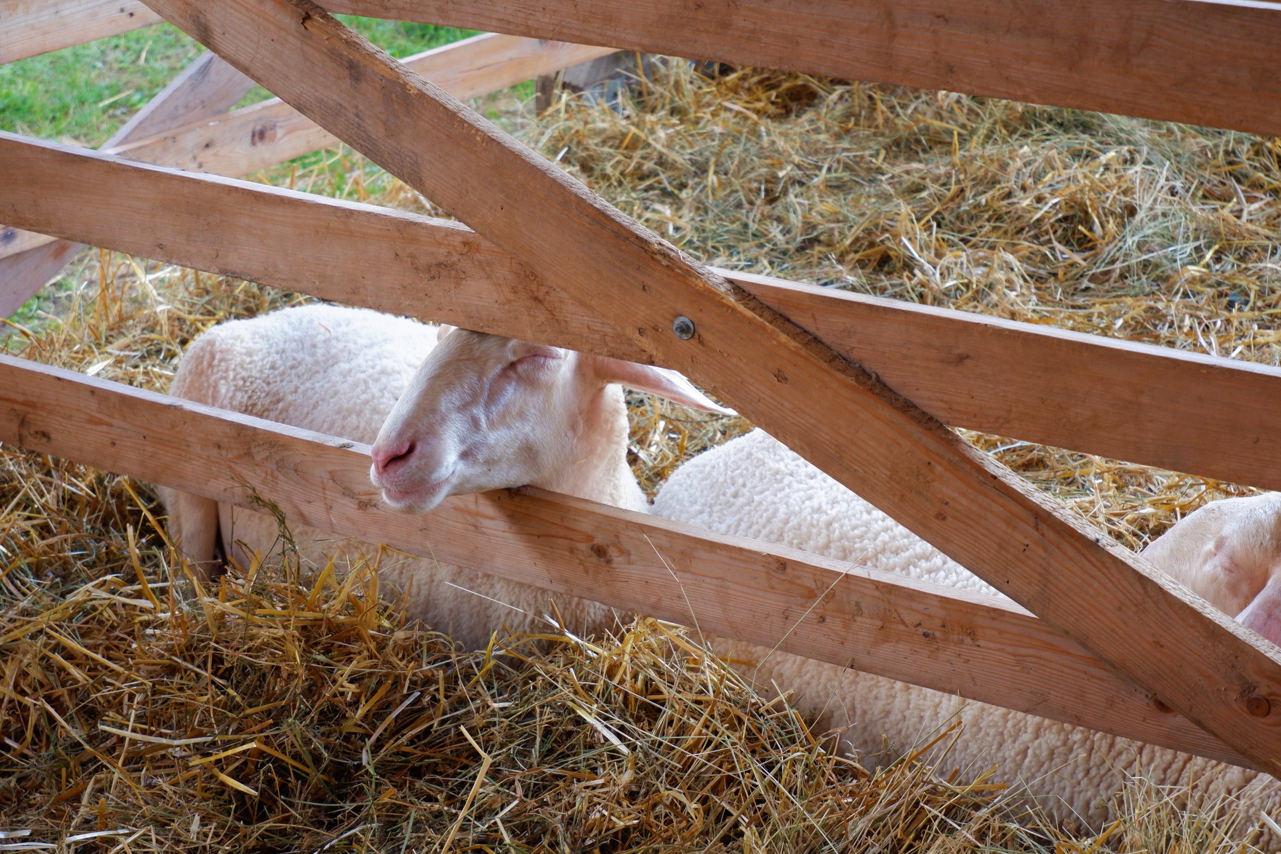 Sleeping,White,Merino,Sheep,Sleeping,On,Hay,In,Paddock,In