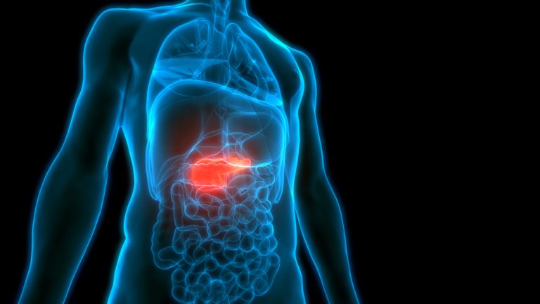 Human,Internal,Organs,Pancreas,Anatomy.,3d