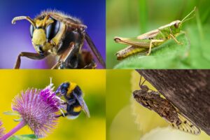 Insekter på Costa del Sol