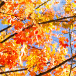 El Veranillo de San Miguel (indian summer)