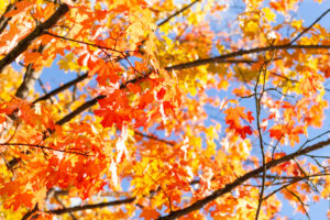 El Veranillo de San Miguel (indian summer)