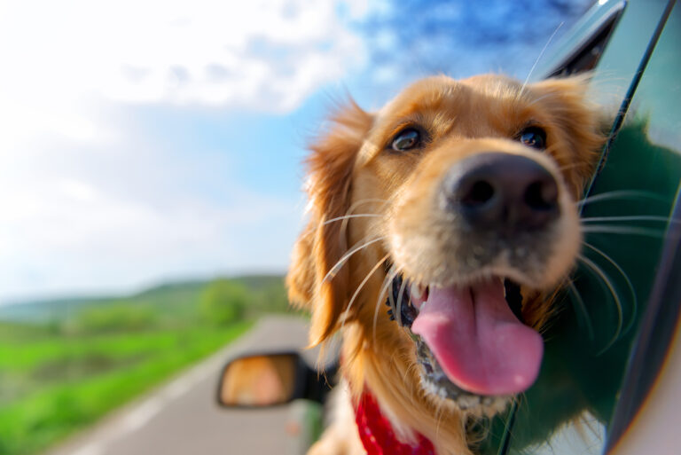 Golden,Retriever,Looking,Out,Of,Car,Window