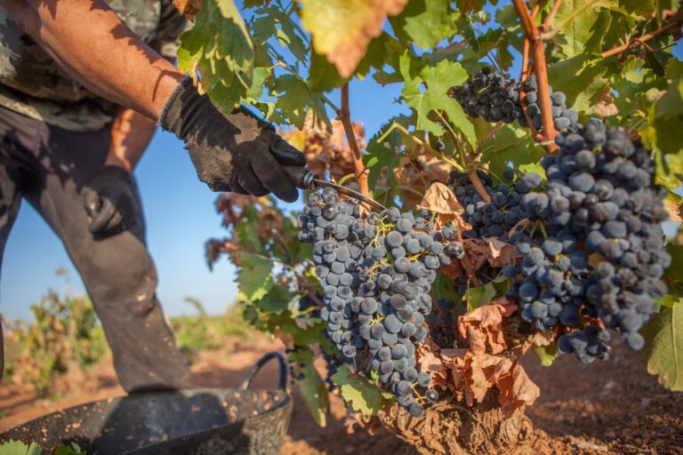Grape,Picker,Working,With,Special,Curved,Knife,For,Harvesting,And