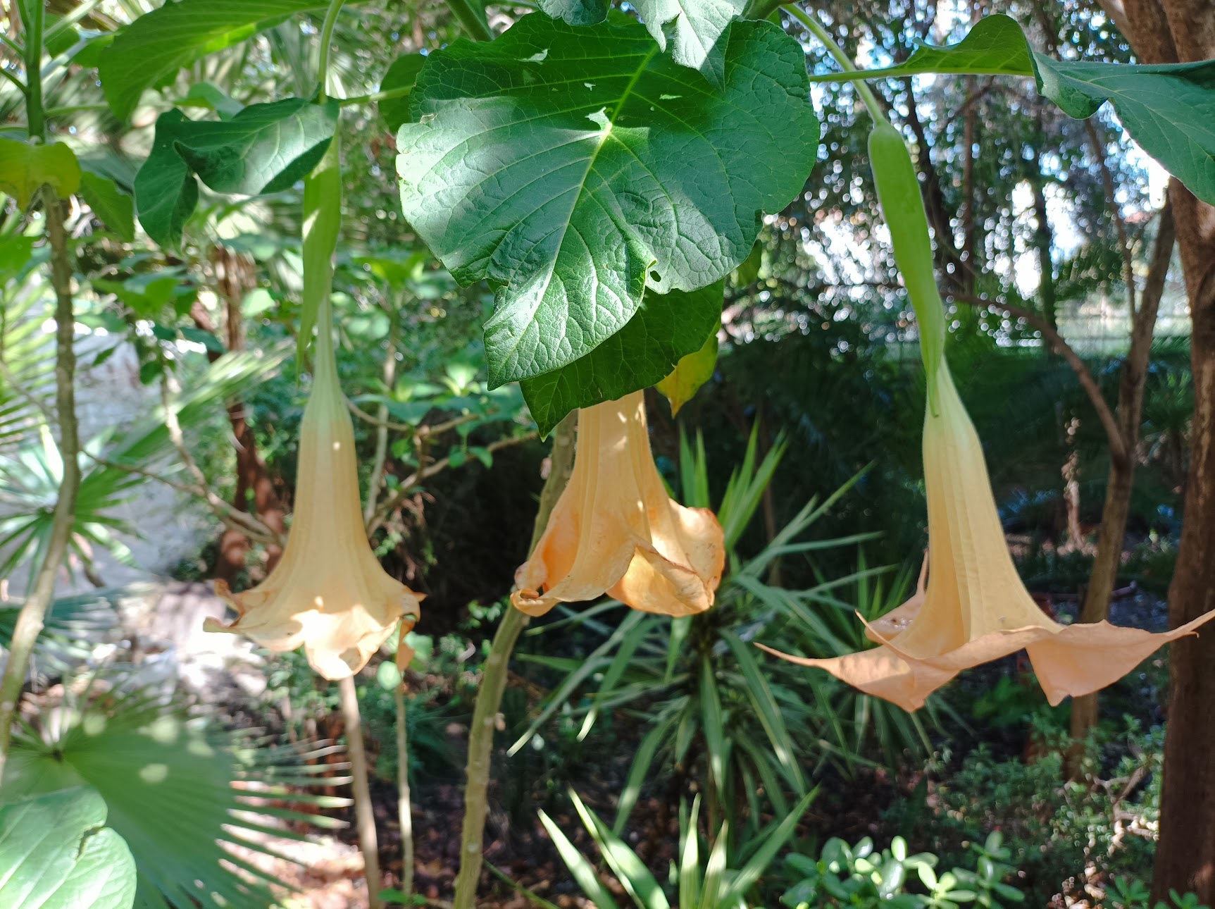 DEN DANSKE KIRKE ØST FOR MALAGA