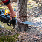 Fyrretræer fældes for at mindske risikoen for skovbrande