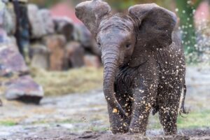 Ny elefantunge i Selwo Aventura