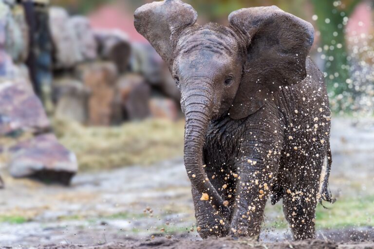 Ny elefantunge i Selwo Aventura