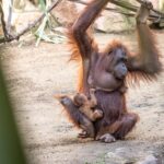 Orangutangunge født i Fuengirola