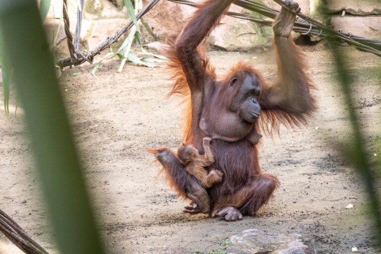 Orangutangunge født i Fuengirola