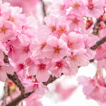 Kirsebærblomstfestivalen – Málagas smukkeste