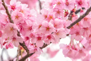 Kirsebærblomstfestivalen – Málagas smukkeste