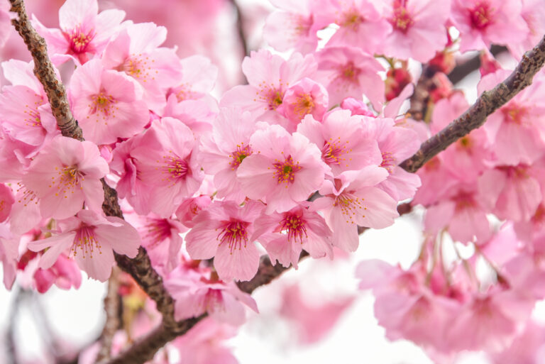 Kirsebærblomstfestivalen – Málagas smukkeste