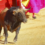 Tyr stænger mand ihjel