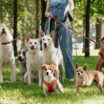 Fuengirola fejrer Hundens dag