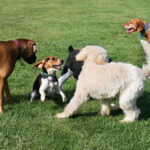 Ny hundepark i Torremolinos