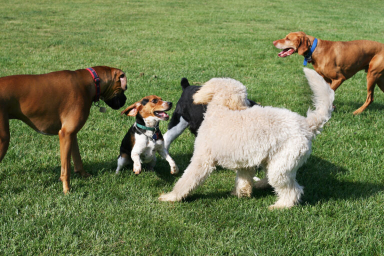 Ny hundepark i Torremolinos