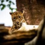 Afteneventyr i Bioparc Fuengirola