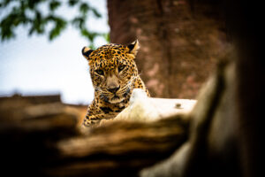 Afteneventyr i Bioparc Fuengirola