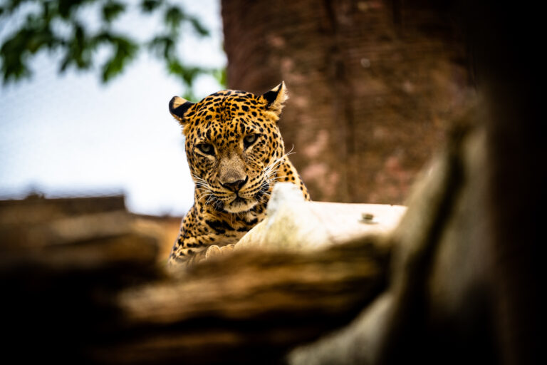 Afteneventyr i Bioparc Fuengirola