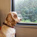 Renfe tillader hunde på op til 40 kg