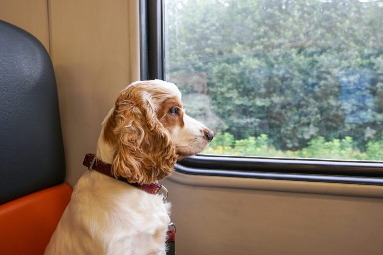 Renfe tillader hunde på op til 40 kg