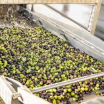 Skidt høst for provinsens olivenproducenter