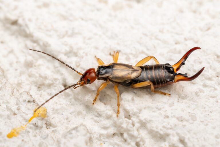 Usædvanligt mange to-halede insekter